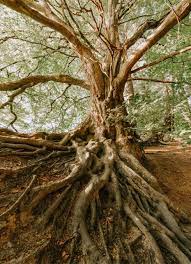Significado de regalar el árbol de la vida - el arbol de la vida significado - árbol de la vida significado - collar del arbol de la vida
