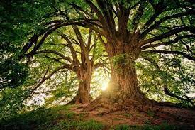 Significado de regalar el árbol de la vida - dije del arbol de la vida - dijes de arbol de la vida - el arbol de la vida collar