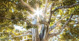 Significado de regalar el árbol de la vida - simbolos arbol de la vida - qué es el árbol de la vida - que significa el árbol de la vida - arbol de la vida pulsera